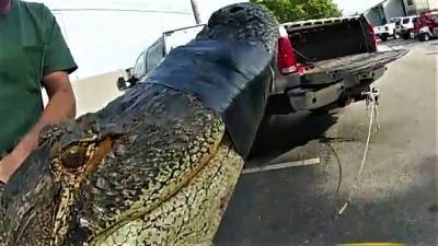 В США на парковке нашли 3-метрового аллигатора: он прятался под машиной – видео - 24tv.ua - Таиланд