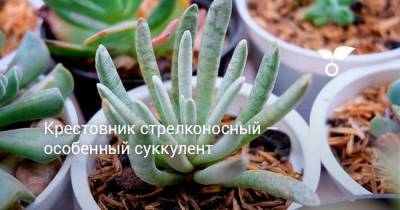 Крестовник стрелконосный — особенный суккулент - skuke.net