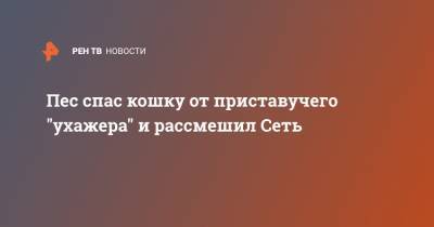 Пес спас кошку от приставучего "ухажера" и рассмешил Сеть - ren.tv