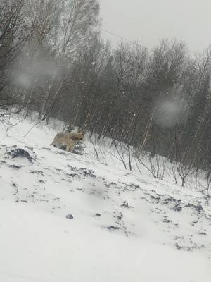 Хищный зверь с окровавленной грудью вышел к людям в Кузбассе - news.vse42.ru - Березовский