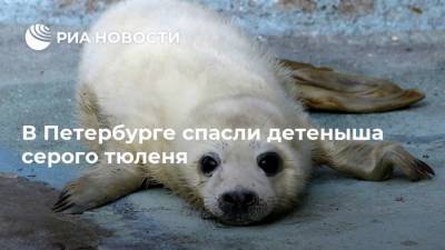 В Петербурге спасли детеныша серого тюленя - ria.ru - Ленинградская обл. - Санкт-Петербург - Голландия - Усть-Луга