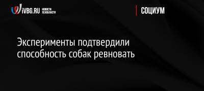 Эксперименты подтвердили способность собак ревновать - ivbg.ru - Россия - Новая Зеландия