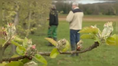 Морозы погубили урожай садов и виноградников Франции - ru.euronews.com - Англия - Великобритания