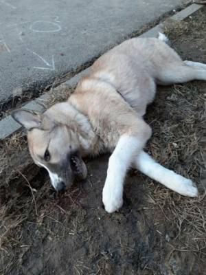Сегодня в Вологде выбросили живую собаку с 8 этажа, и она погибла - vologda-poisk.ru - Вологда