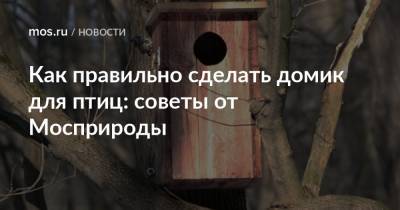 Как правильно сделать домик для птиц: советы от Мосприроды - mos.ru - Москва