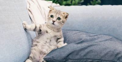 Видео и картинки с котиками 11 апреля, которые вас рассмешат - приколы и курьезы - ТЕЛЕГРАФ - telegraf.com.ua