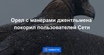 Орел с манерами джентльмена покорил пользователей Сети - news.mail.ru - Австралия