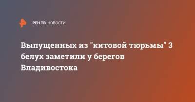 Выпущенных из "китовой тюрьмы" 3 белух заметили у берегов Владивостока - ren.tv - Приморье край - Владивосток