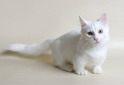 Манчкин: как появились кошки с короткими лапками и почему их не признает Великобритания - 24tv.ua - Англия - штат Луизиана - Великобритания