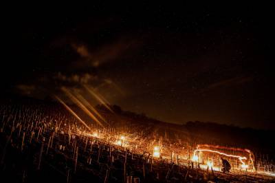 Во Франции - Словно кадры из Disney: чтобы спасти виноградники, во Франции фермеры зажгли тысячи костров - 24tv.ua