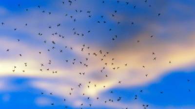 Теплая погода может повлиять на массовое появление комаров уже в мае - newinform.com