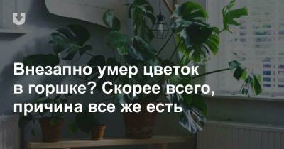 Эти ошибки многие допускают при выращивании растений дома. Не повторяйте их - news.tut.by