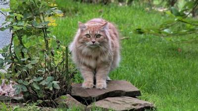 Ветеринар Михеева дала рекомендации по выгулу домашних кошек на улице - nation-news.ru