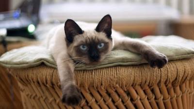 Выгул домашней кошки на поводке может вызывать у животного стресс - inforeactor.ru