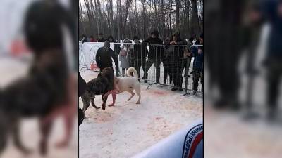 Решение об отказе в возбуждении уголовного дела по факту проведения боев собак под Воронежем отменила прокуратура - gorcom36.ru - Воронеж - район Рамонский
