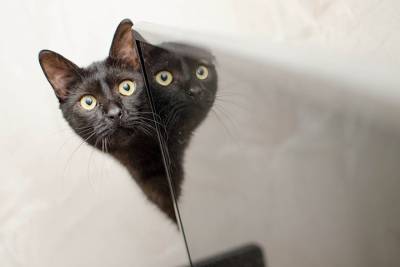 Ветеринары рассказали, нужно ли выгуливать домашних кошек - vm.ru