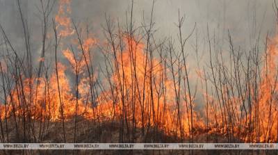 В Могилевской области за сутки произошло 14 пожаров сухой растительности - belta.by - Кировск - Бобруйск - район Осиповичский