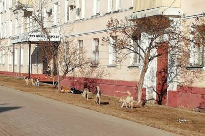 Стаи бродячих собак атаковали одну из центральных улиц Тамбова - tambov.mk.ru - Тамбов