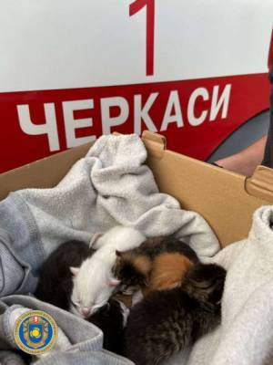 Спасатели ДСНС спасли на пожаре целый пакет крошечных котят, выброшенных в поле - lenta.ua - Черкасская обл.