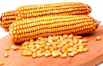 USDA снизило прогноз экспорта кукурузы из Украины - agroportal.ua