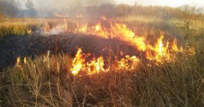 В Луганской области возобновились лесные пожары (ВИДЕО) - dsnews.ua - Луганская обл. - район Попаснянский