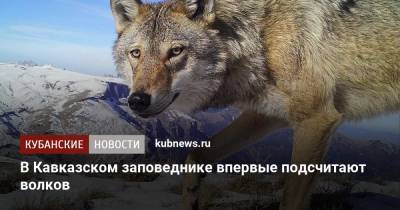 В Кавказском заповеднике впервые подсчитают волков - kubnews.ru - Краснодарский край