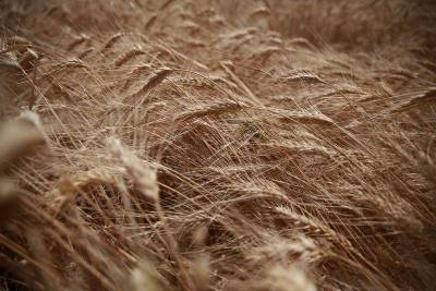 Экспортные цены на пшеницу РФ подросли на прошлой неделе вслед за мировыми - smartmoney.one - Москва - Египет - Турция - Новороссийск - Omsk - Reuters