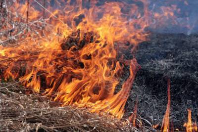 На Луганщине снова все запылало: горит сухостой – видео - 24tv.ua - Луганская обл. - район Попаснянский