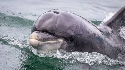 Владимир Путин - Ирландцы нашли дельфина Фунги, в пропаже которого обвиняли Путина - polit.info - Ирландия
