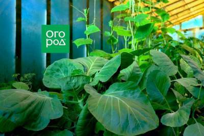 Что можно посадить рядом с огурцами - skuke.net