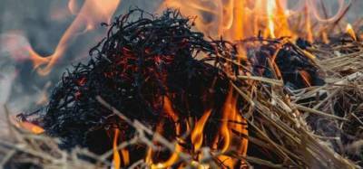На Луганщине неизвестные снова поджигают лес - lenta.ua - район Попаснянский
