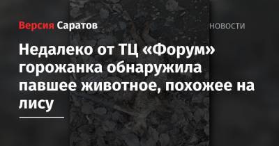 Недалеко от ТЦ «Форум» горожанка обнаружила павшее животное, похожее на лису - nversia.ru - Саратов