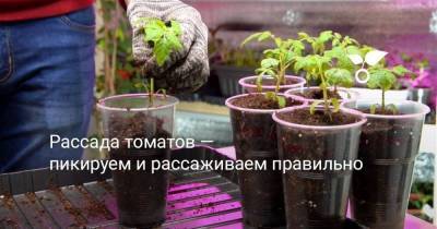Рассада томатов — пикируем и рассаживаем правильно - skuke.net