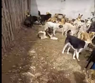 В Чите зоозащитники обнаружили «концлагерь для собак» - readovka.news - Чита