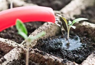 Чем поливать рассаду для хорошего роста и укрепления? 4 проверенных варианта - skuke.net
