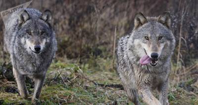 Что помогло волкам пережить ледниковый период - ru.armeniasputnik.am - Канада