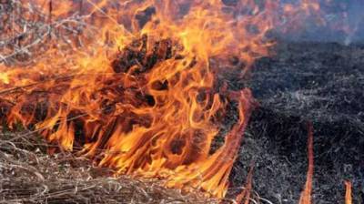 На Луганщине снова все запылало: горит сухостой - novostiua.news - Украина - район Попаснянский