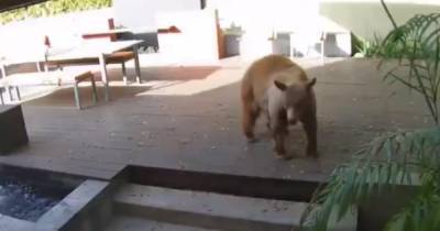 В Калифорнии две маленьких собачки героически противостояли большом медведю: тот ворвался в дом - tsn.ua - США - Нижневартовск - шт. Калифорния - state California