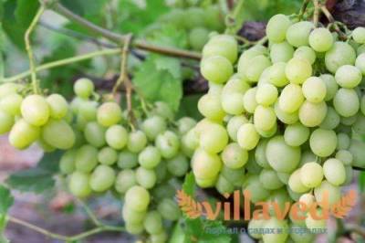 Виноград Кеша 1, Суперкеша: особенности выращивания, описание сорта - skuke.net - Виноград