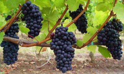 как правильно выращивать виноград - skuke.net - Виноград