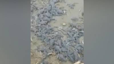Тысячи мертвых лягушек обнаружили на берегу реки под Хабаровском - vesti.ru - Хабаровск - район Хабаровский