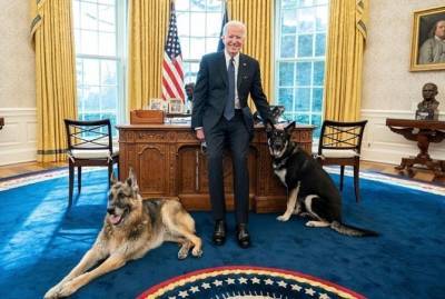 Джо Байден - Собаку Байдена, покусавшую людей в Белом доме, отправят на перевоспитание - kp.ua - Вашингтон - Колумбия - штат Делавэр