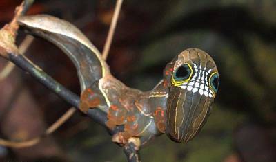 Агро - Чтобы защититься от хищников: забавные фото редкой гусеницы, которая имитирует череп - 24tv.ua - Австралия