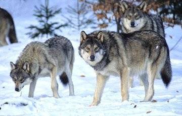 Ученые выяснили, что помогло волкам пережить ледниковый период - charter97.org - Канада - шт.Аляска - Оттава