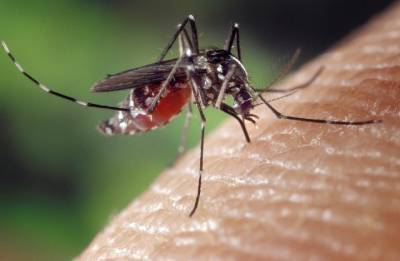 Лариса Алексеева - Врач рассказала, какая группа крови сильнее всего «привлекает» комаров - vm.ru - Москва