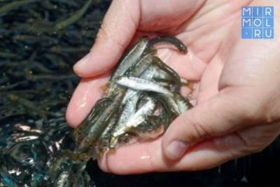 За 5 лет в акваторию Дагестана выпущено 1 млрд мальков ценных пород рыбы - mirmol.ru - респ. Дагестан