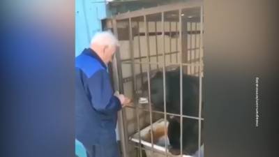 Медведь Сёма порвал амурчанину куртку, не желая близкого знакомства - vesti.ru - Благовещенск