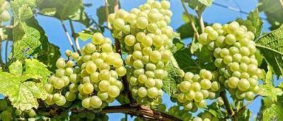 пищевая ценность винограда - skuke.net - Россия - Персия - Виноград