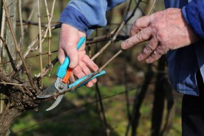 Обрезка винограда весной – пошаговая инструкция с видео для начинающих - skuke.net - Виноград