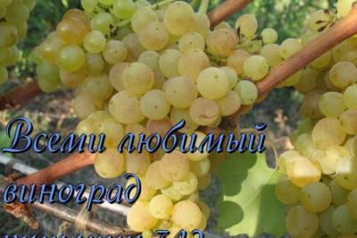 виноград кишмиш 342 - skuke.net - Виноград